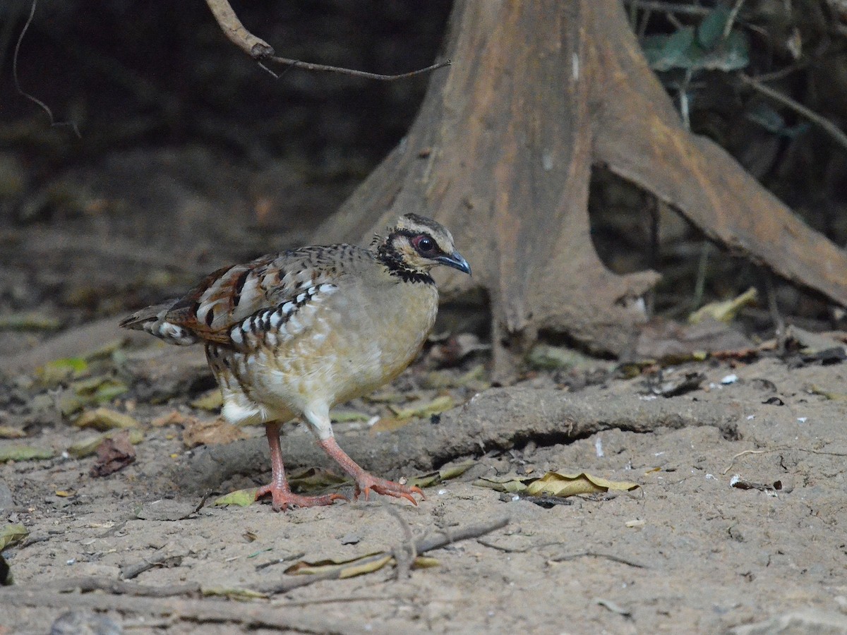 Bar-backed Partridge - ML647886138