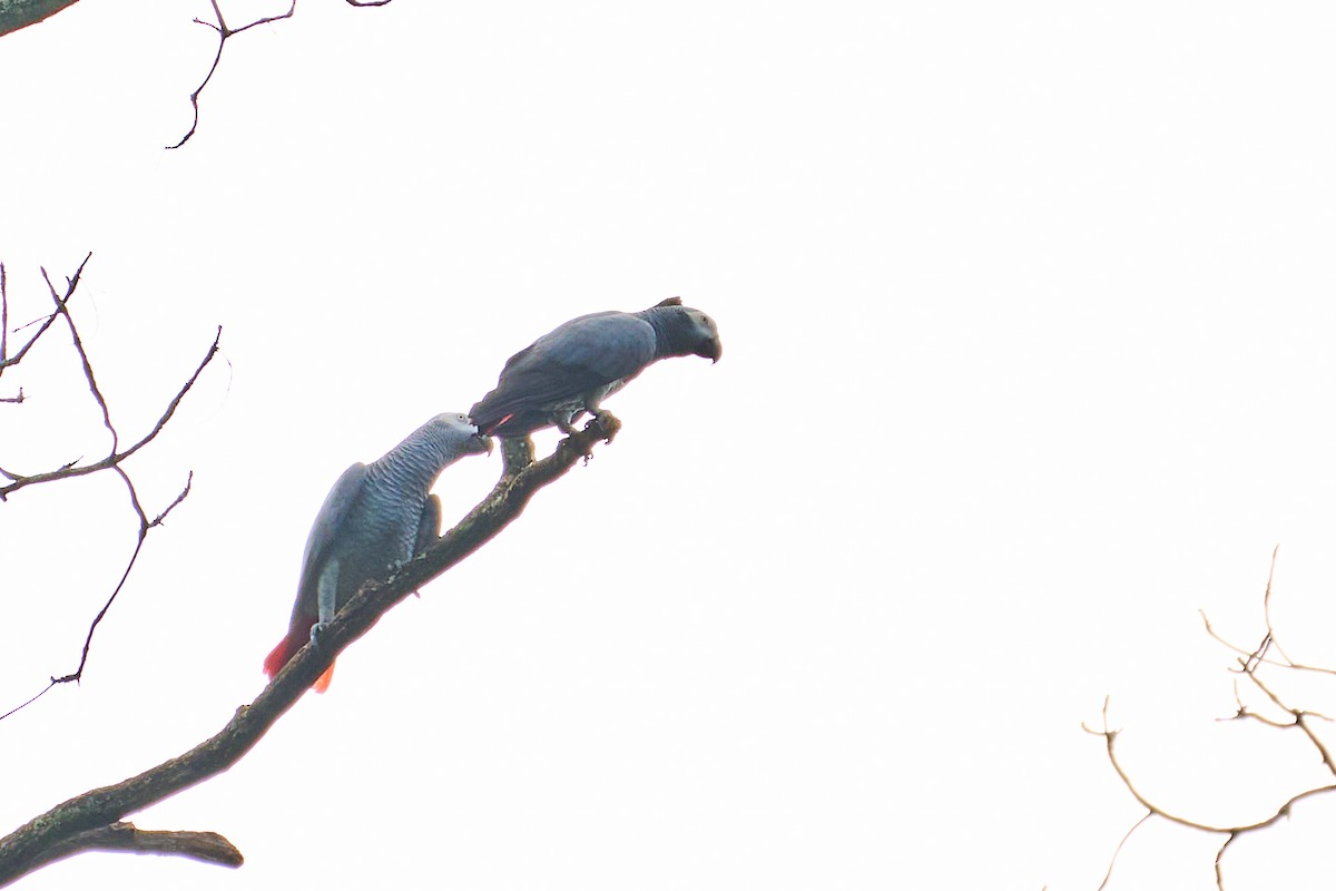 Gray Parrot - ML647886141