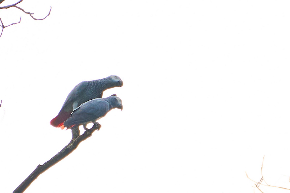 Gray Parrot - ML647886142