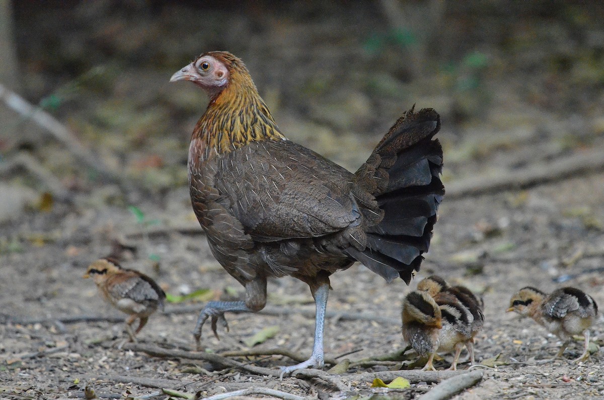 Red Junglefowl - ML647886143