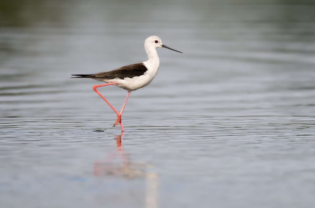 Black-winged Stilt - ML647886144