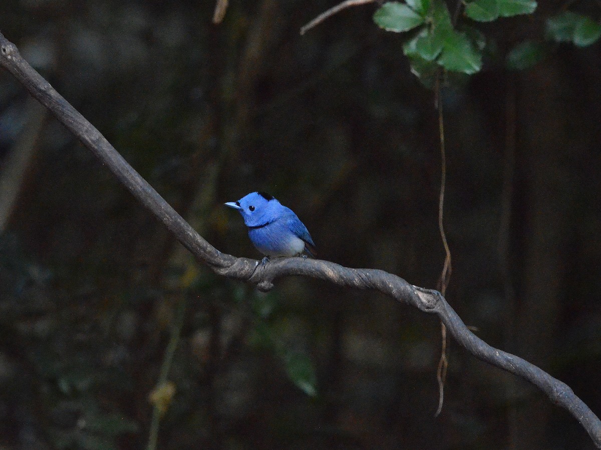 Black-naped Monarch - ML647886146