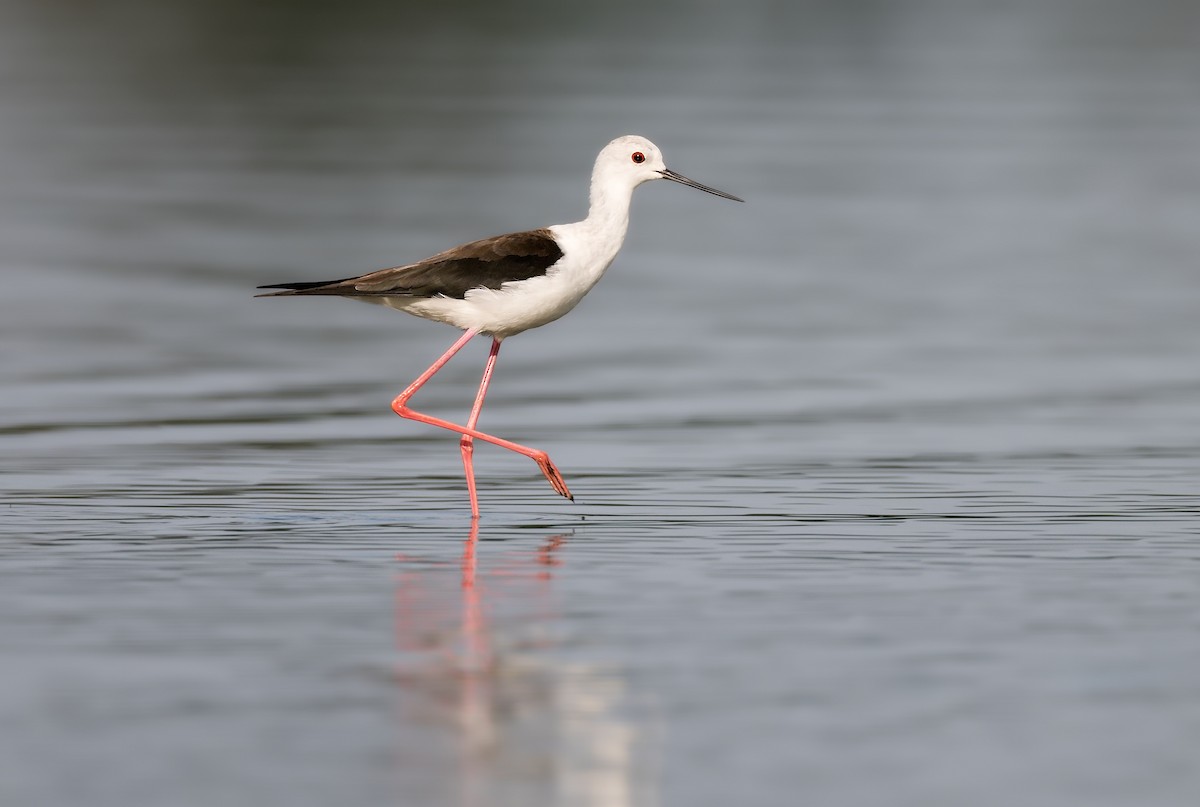 Black-winged Stilt - ML647886147