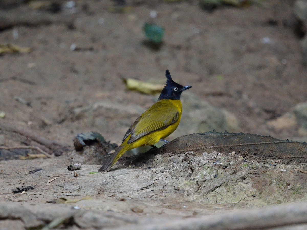Black-crested Bulbul - ML647886148