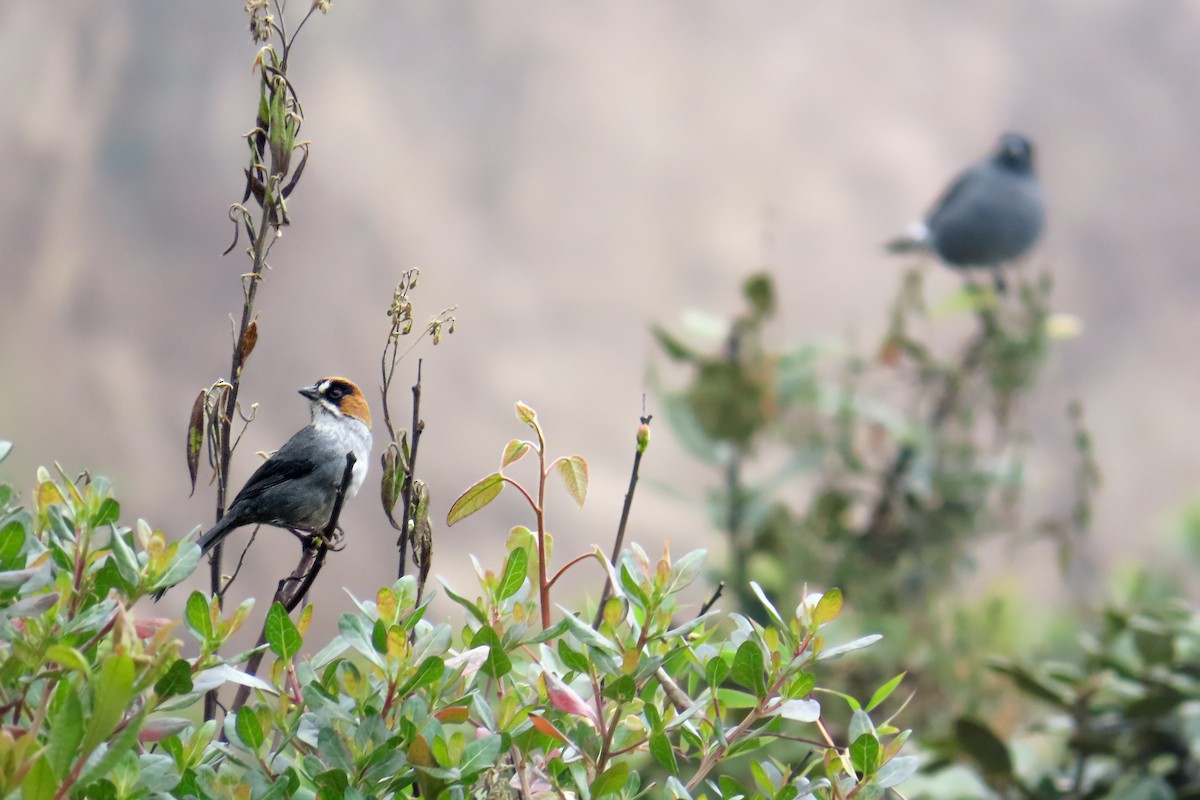Black-spectacled Brushfinch - ML647886149