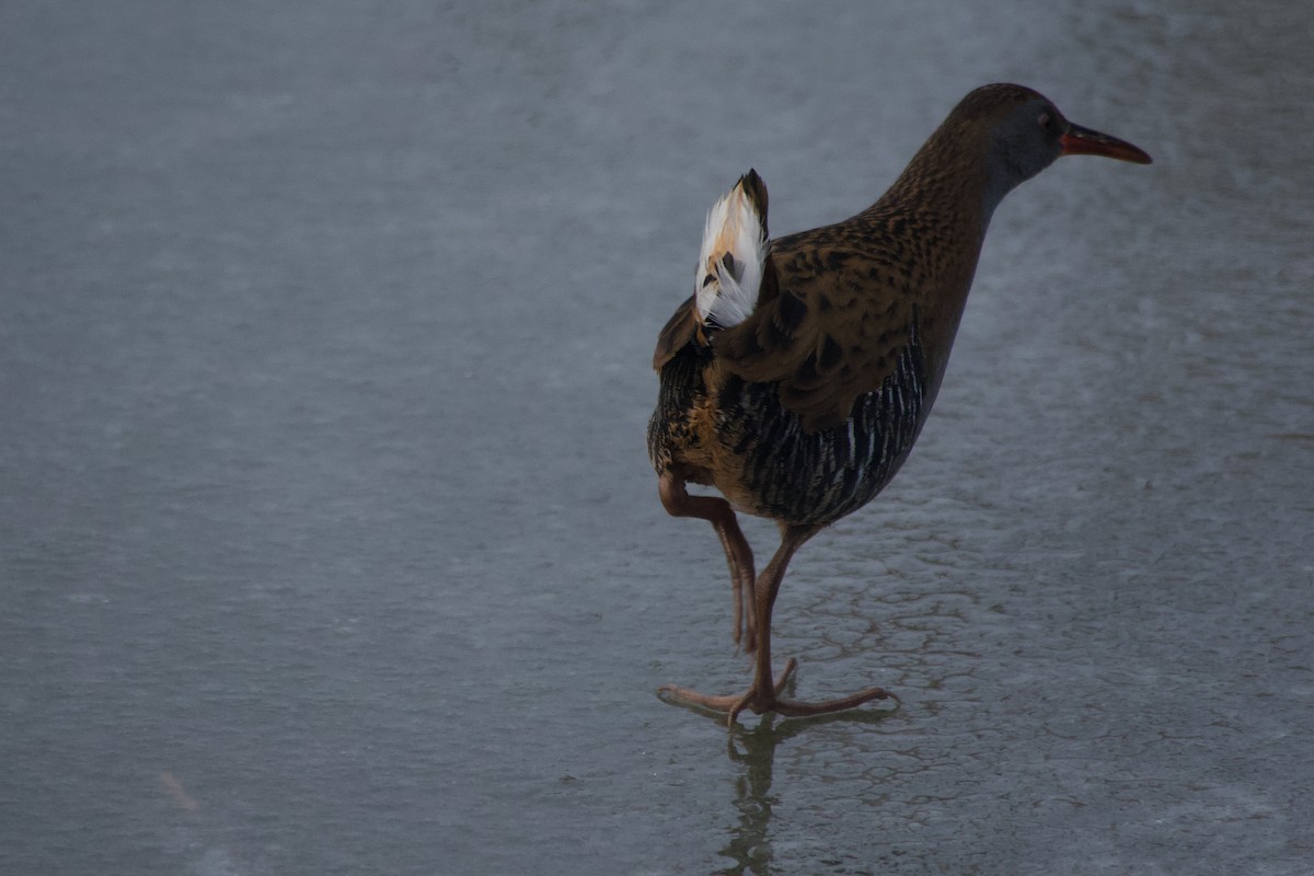 Water Rail - ML647886150