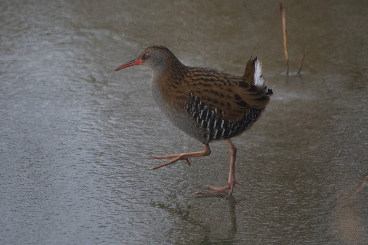 Water Rail - ML647886151