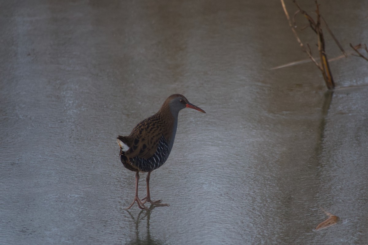 Water Rail - ML647886152
