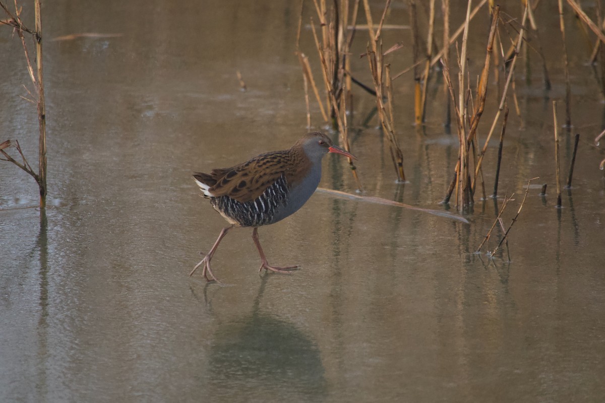Water Rail - ML647886153