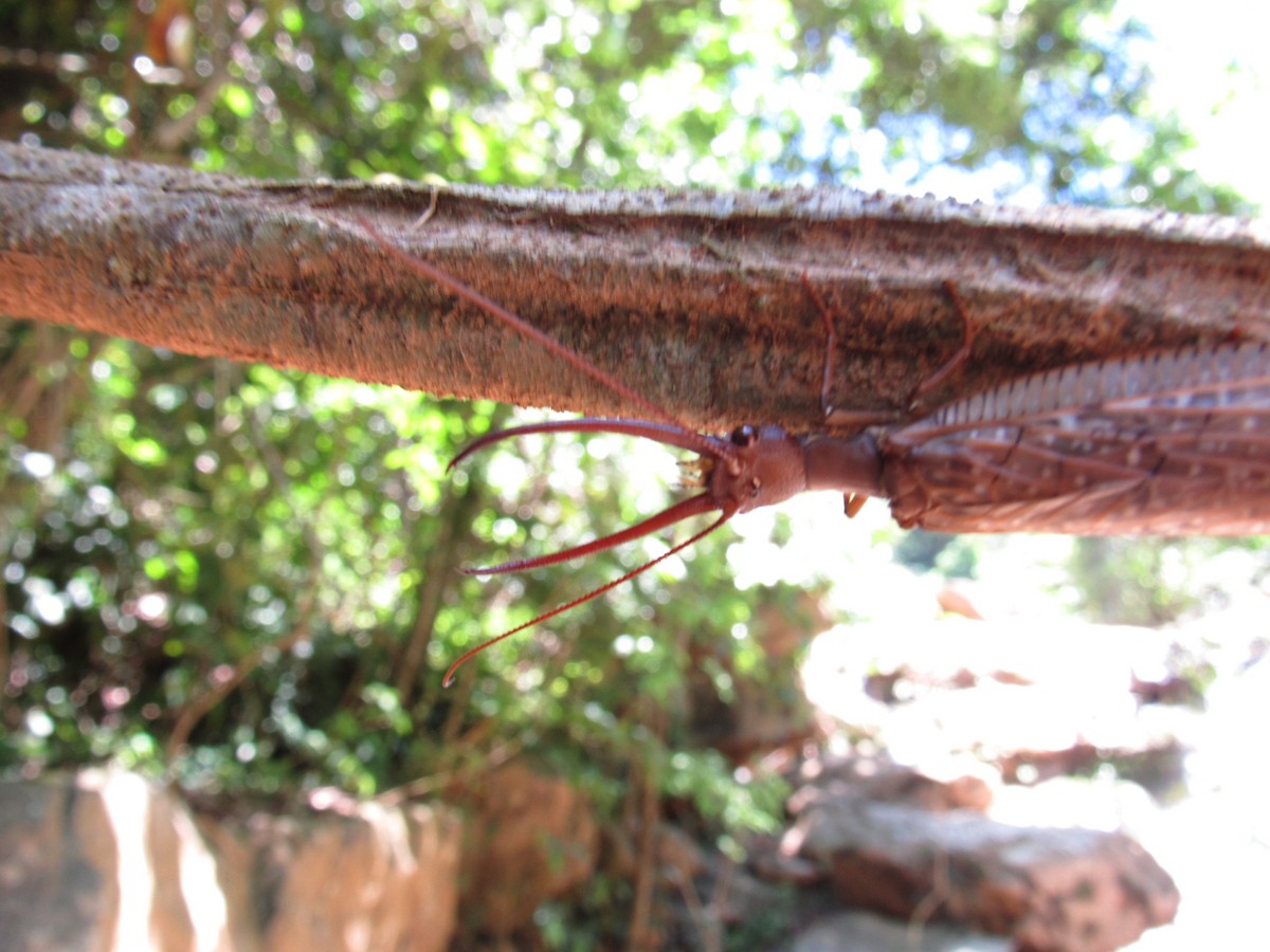 Animals - ML647886154