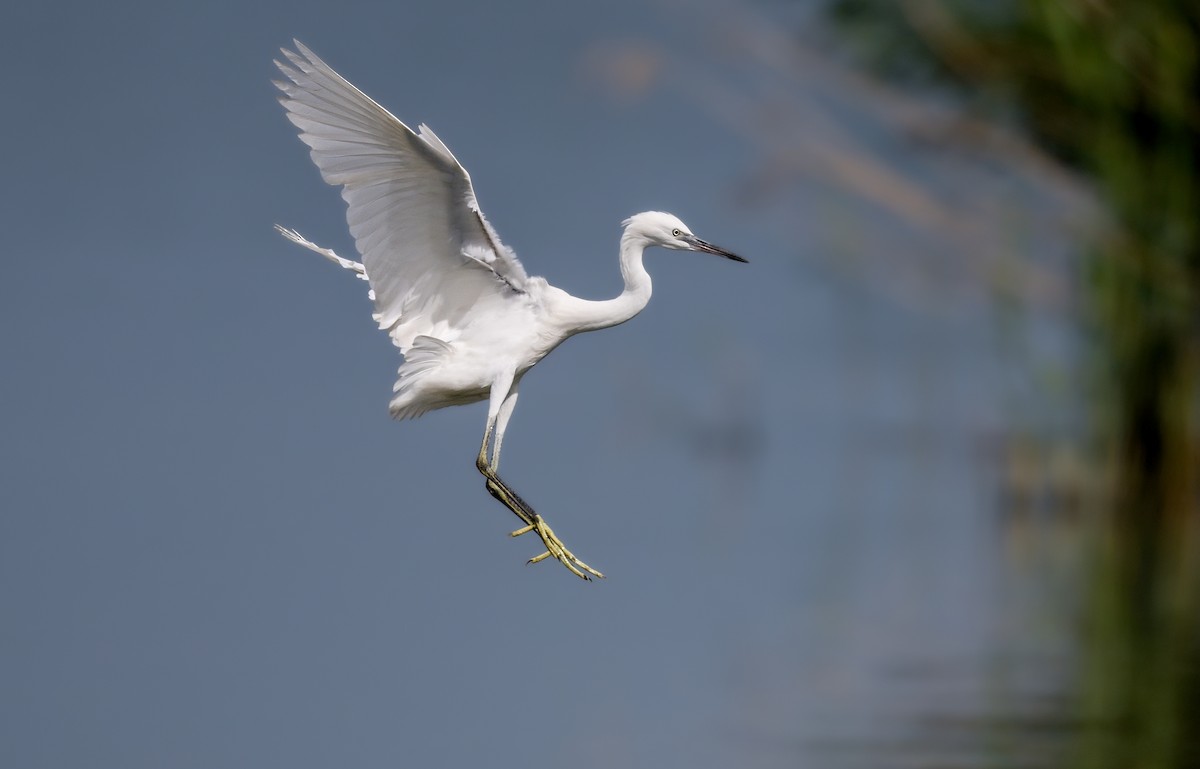Little Egret - ML647886155