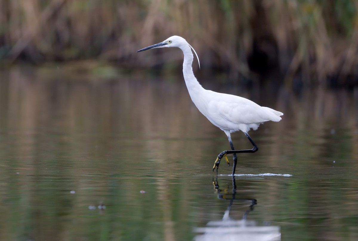 Little Egret - ML647886156