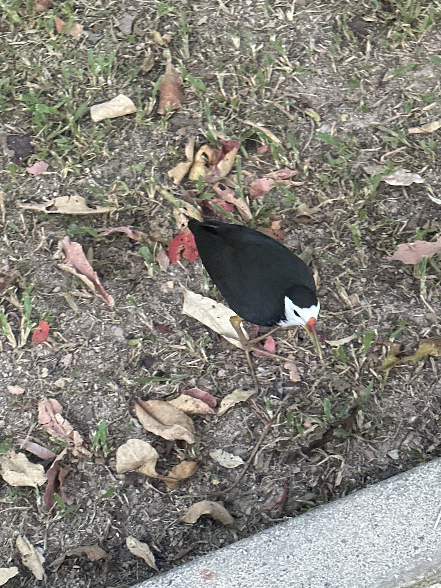 White-breasted Waterhen - ML647886157