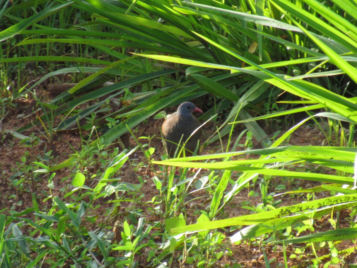 Small-billed Tinamou - ML647886158