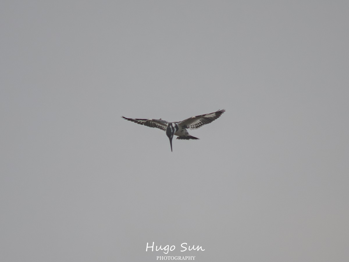 Pied Kingfisher - ML647886160