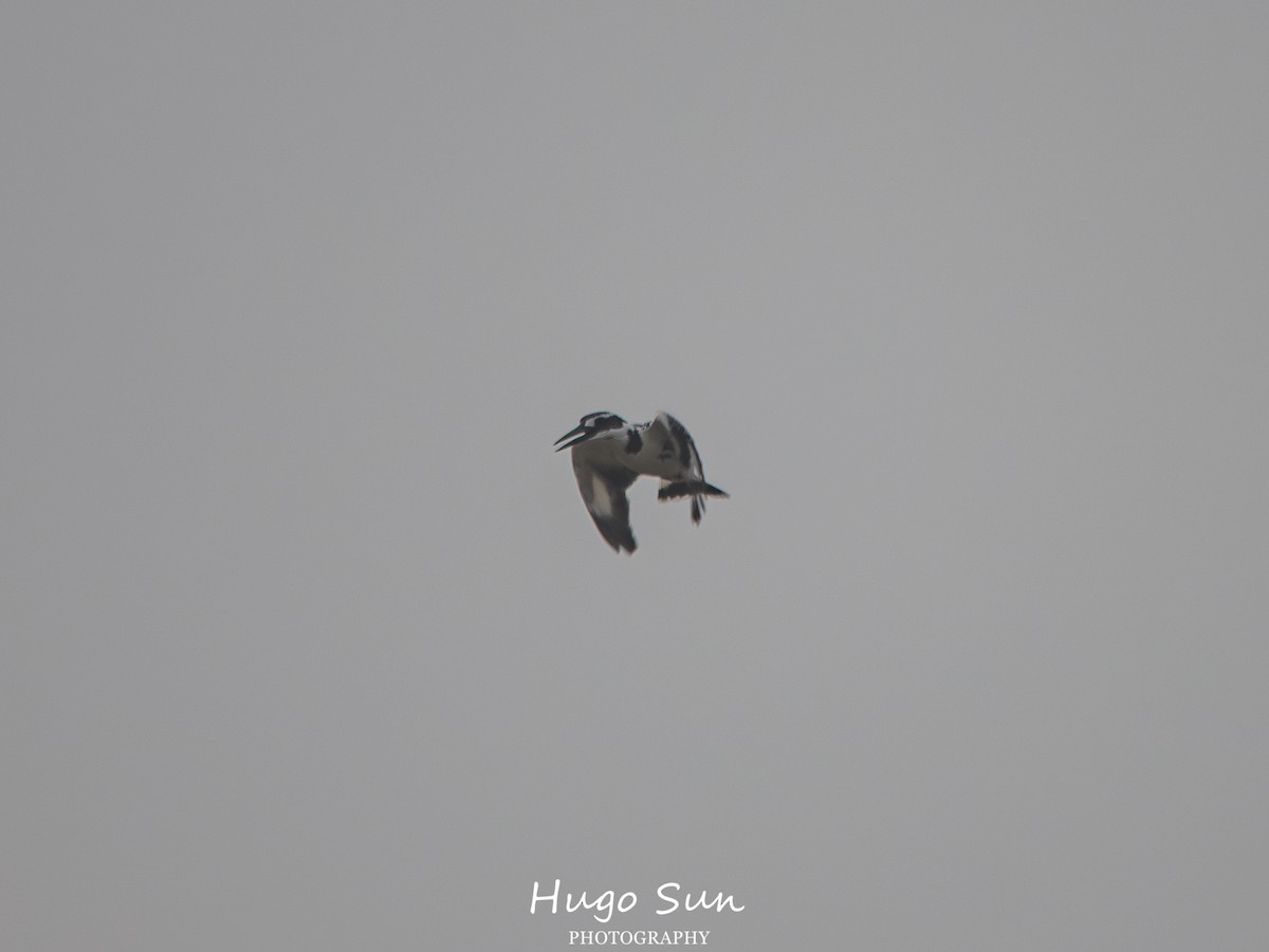 Pied Kingfisher - ML647886161