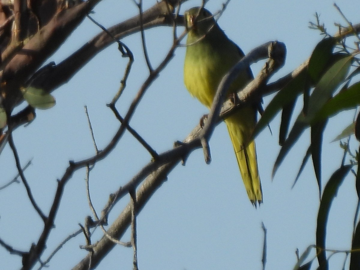 Blue-winged Parrot - ML647886163
