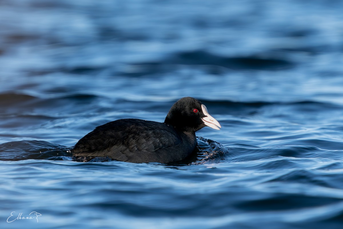 Eurasian Coot - ML647886164