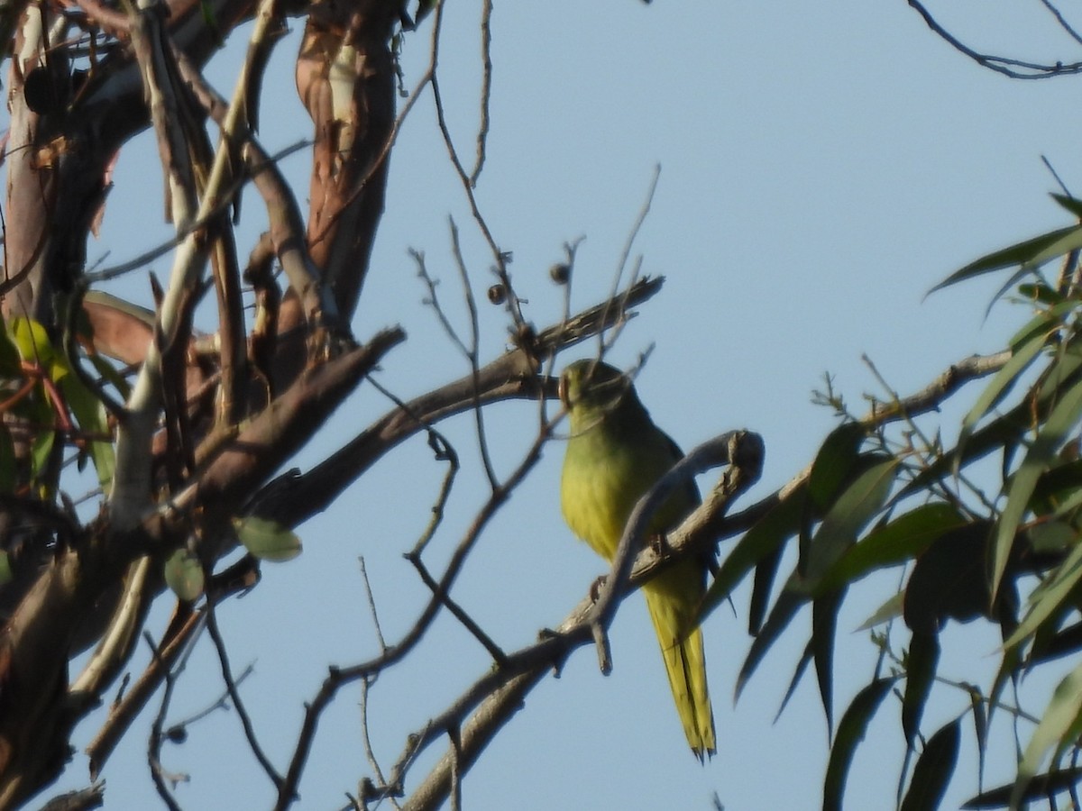 Blue-winged Parrot - ML647886165