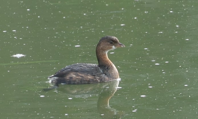 Pied-billed Grebe - ML647886167