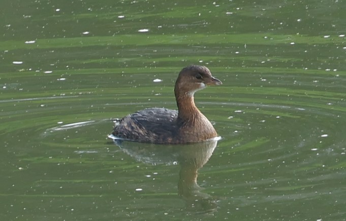 Pied-billed Grebe - ML647886168