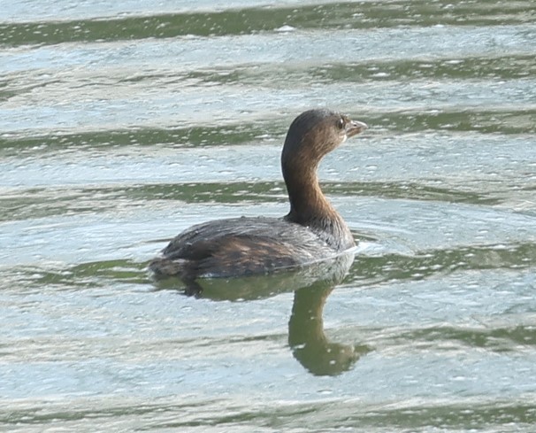 Pied-billed Grebe - ML647886169