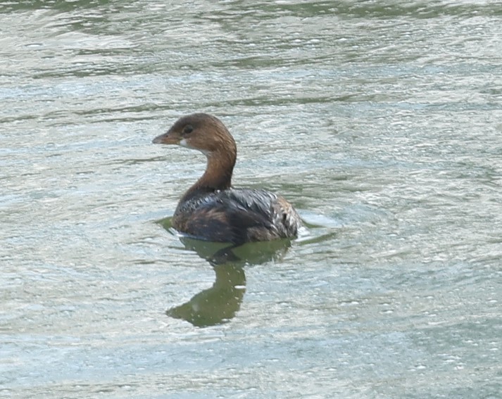 Pied-billed Grebe - ML647886170