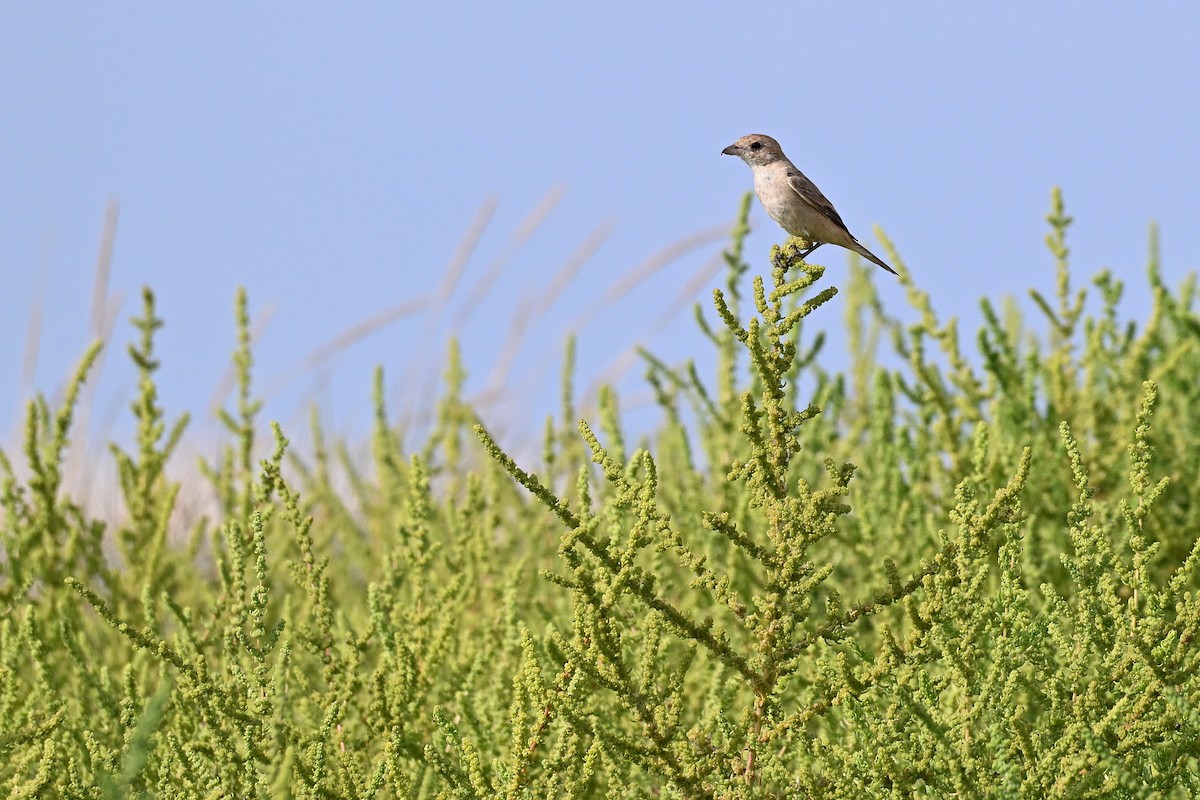 Isabelline Shrike - ML647886171