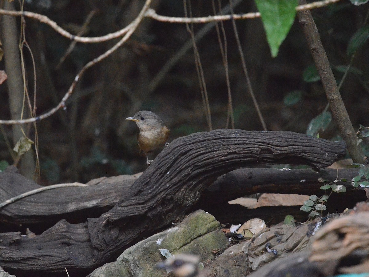 Brown-cheeked Fulvetta - ML647886172