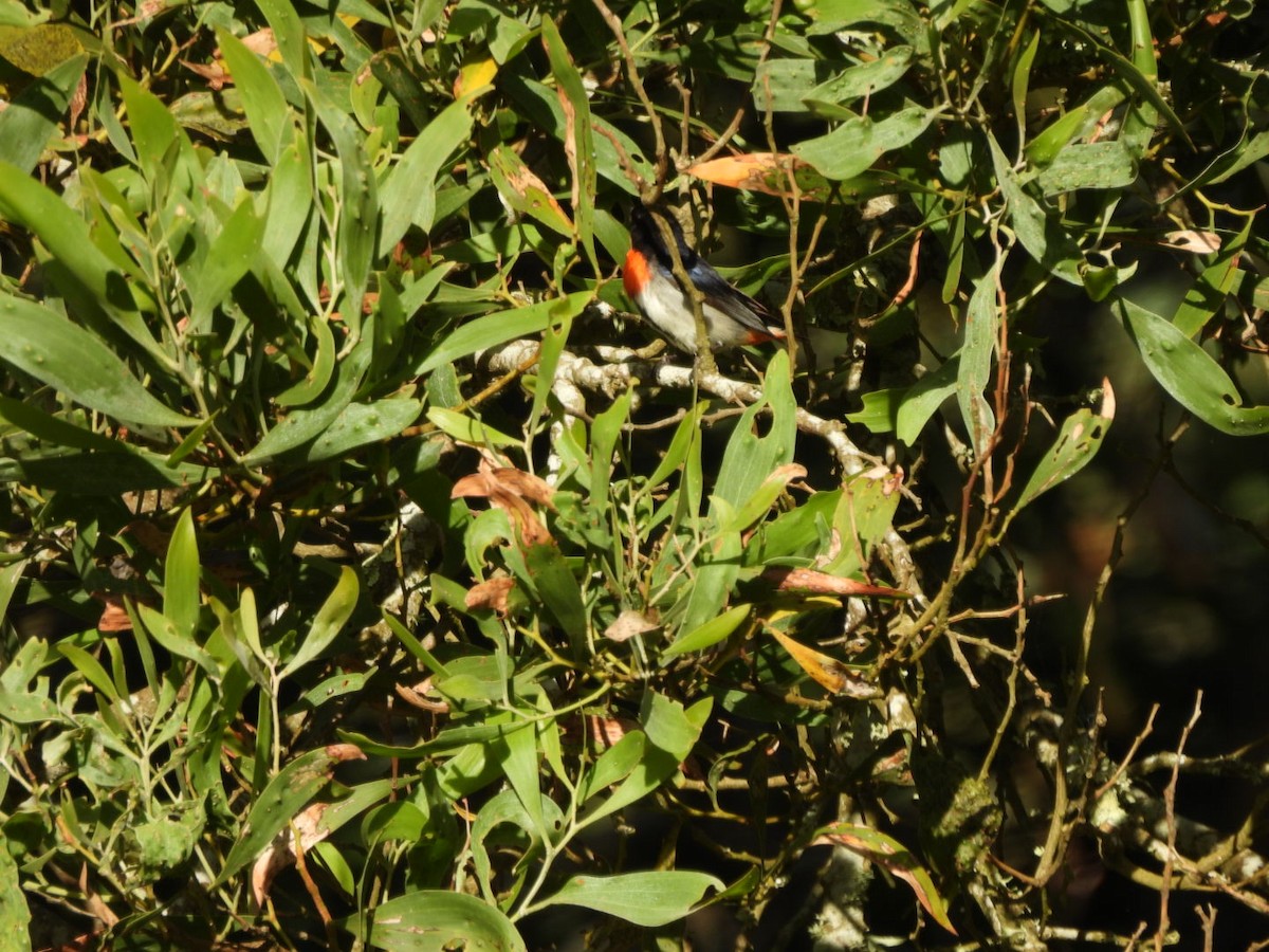 Mistletoebird - ML647886173