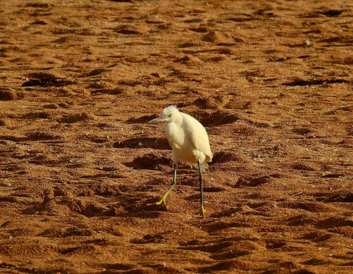 小白鷺 - ML647886190