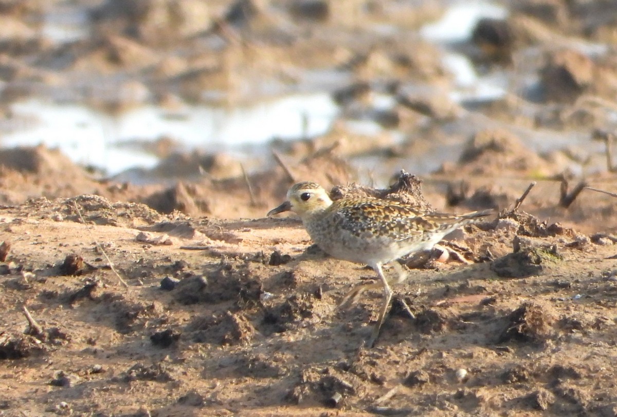 太平洋金斑鴴 - ML647886195