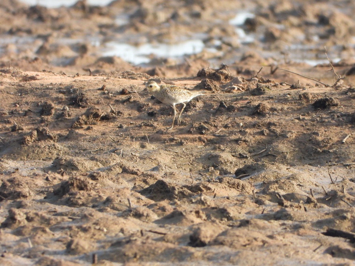 太平洋金斑鴴 - ML647886196