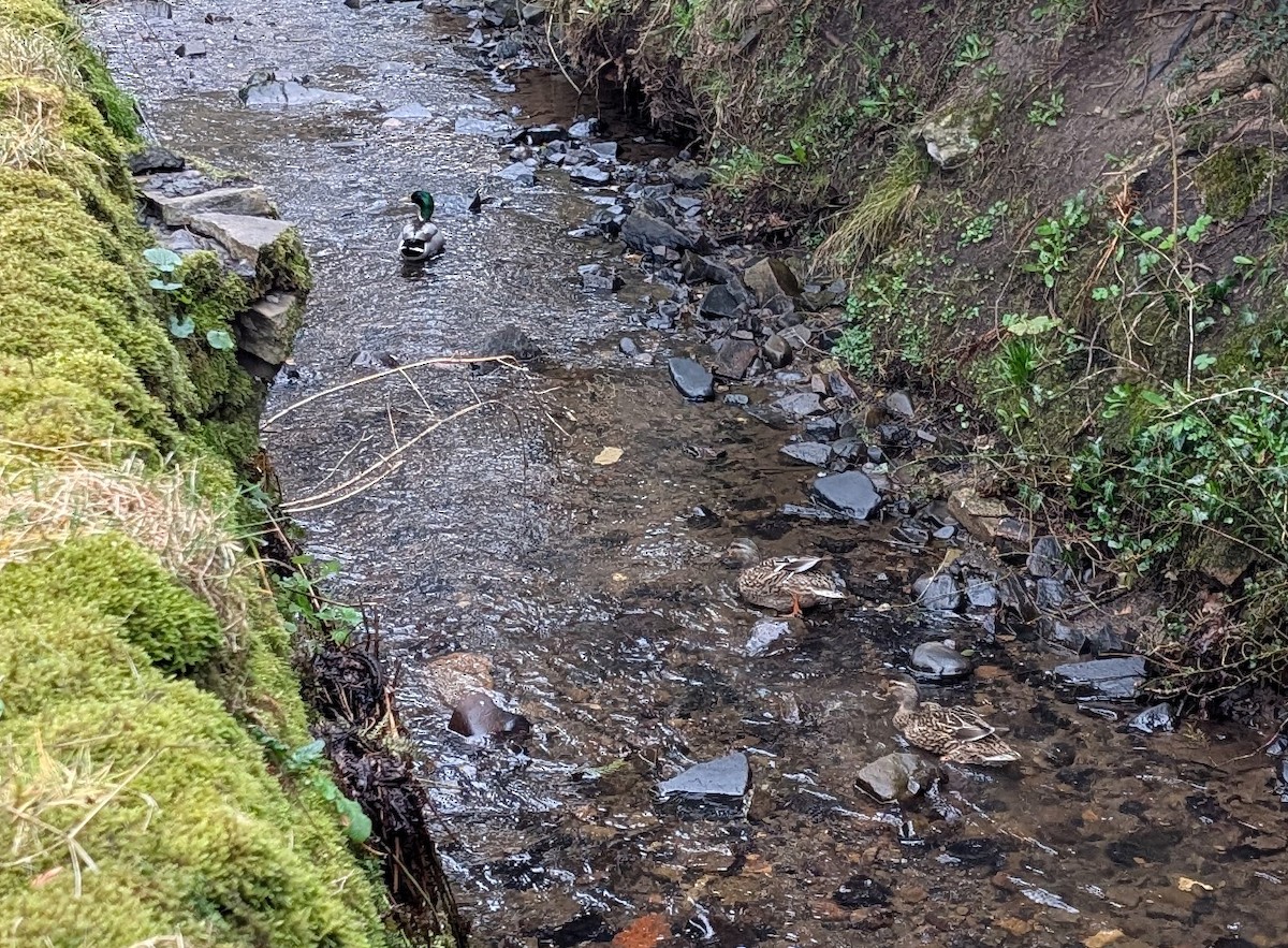 綠頭鴨 - ML647886198