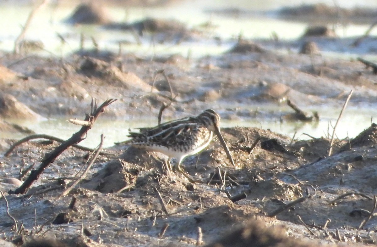 針尾鷸 - ML647886201