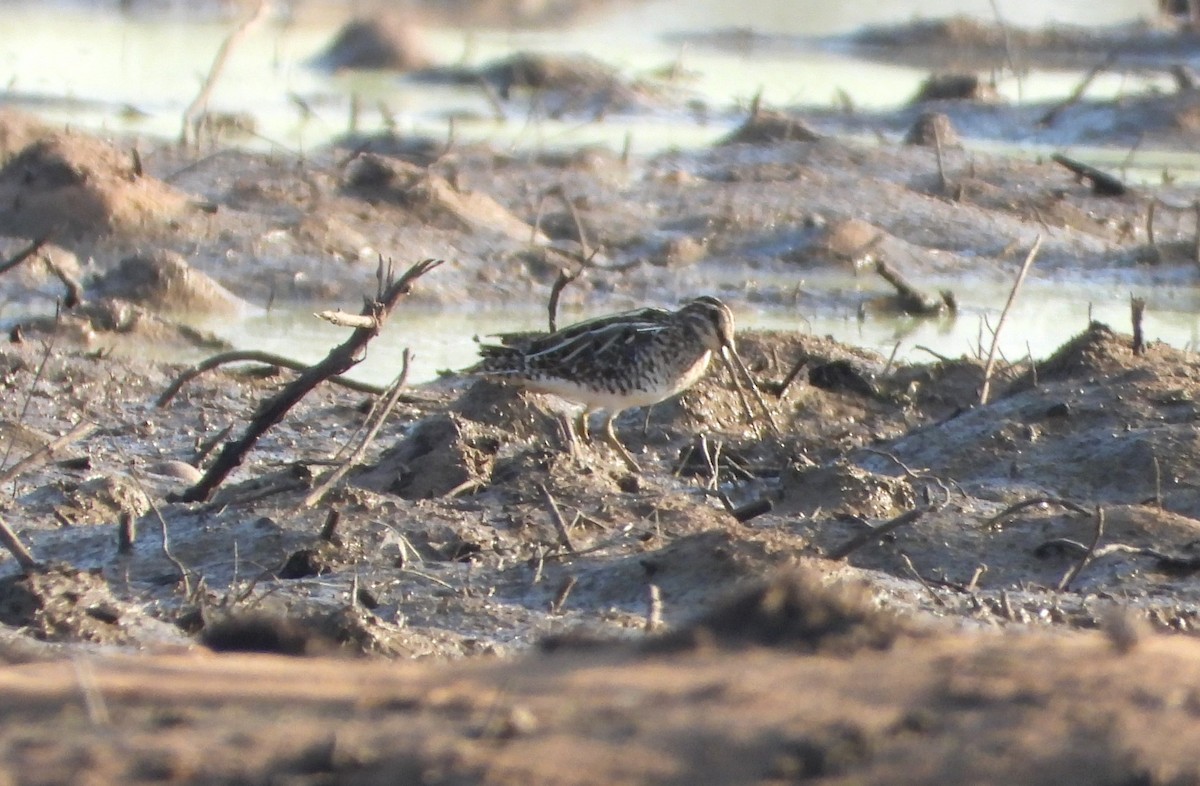 針尾鷸 - ML647886202