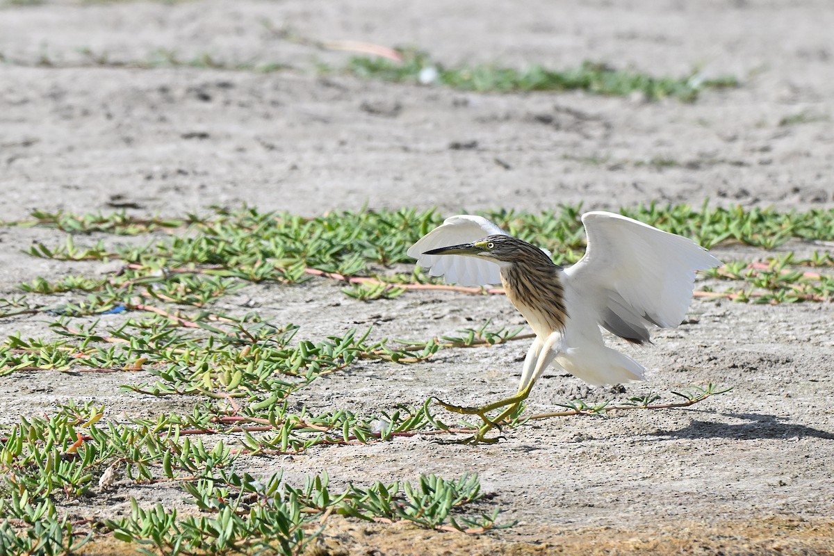 Squacco Heron - ML647886204