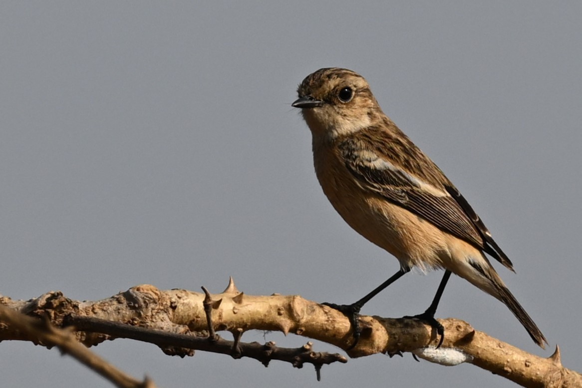 Siberian Stonechat - ML647886205