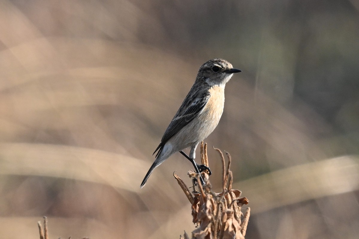 Siberian Stonechat - ML647886206