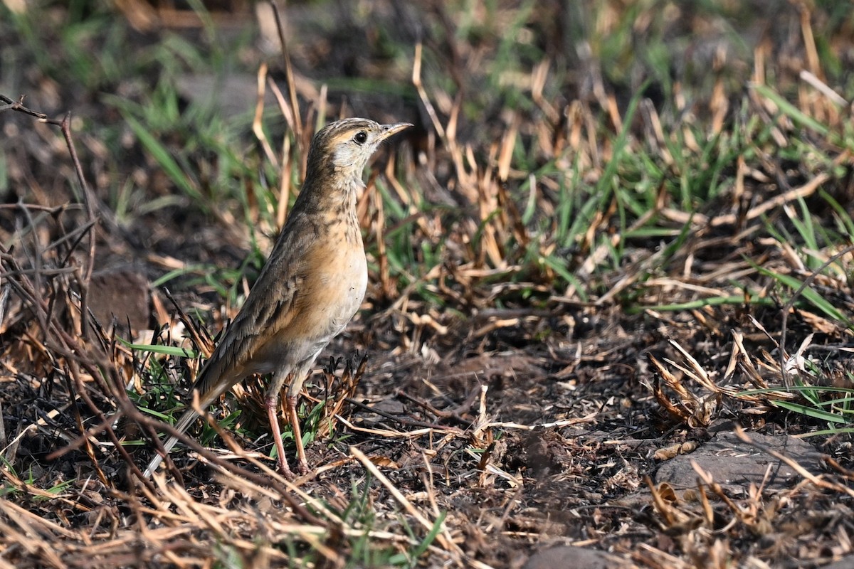 稻田鷚 - ML647886207