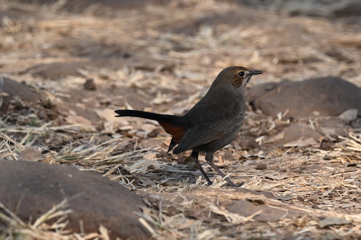 Indian Robin - ML647886210