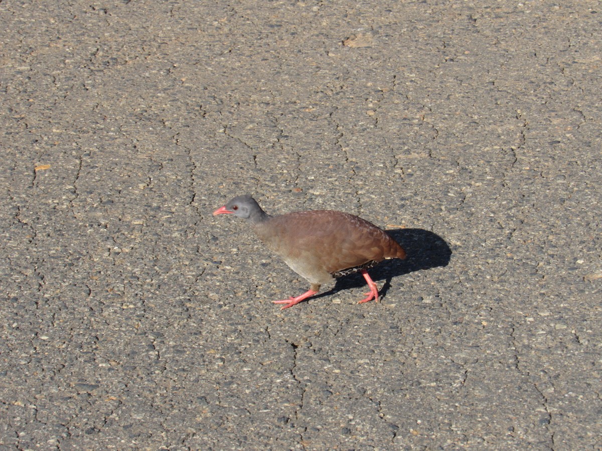 Small-billed Tinamou - ML647886211