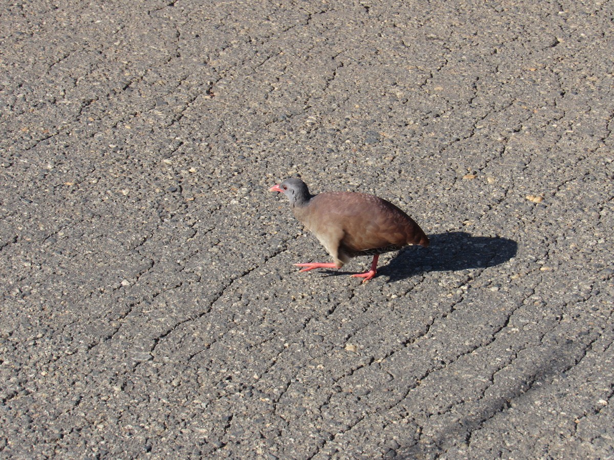 Small-billed Tinamou - ML647886212