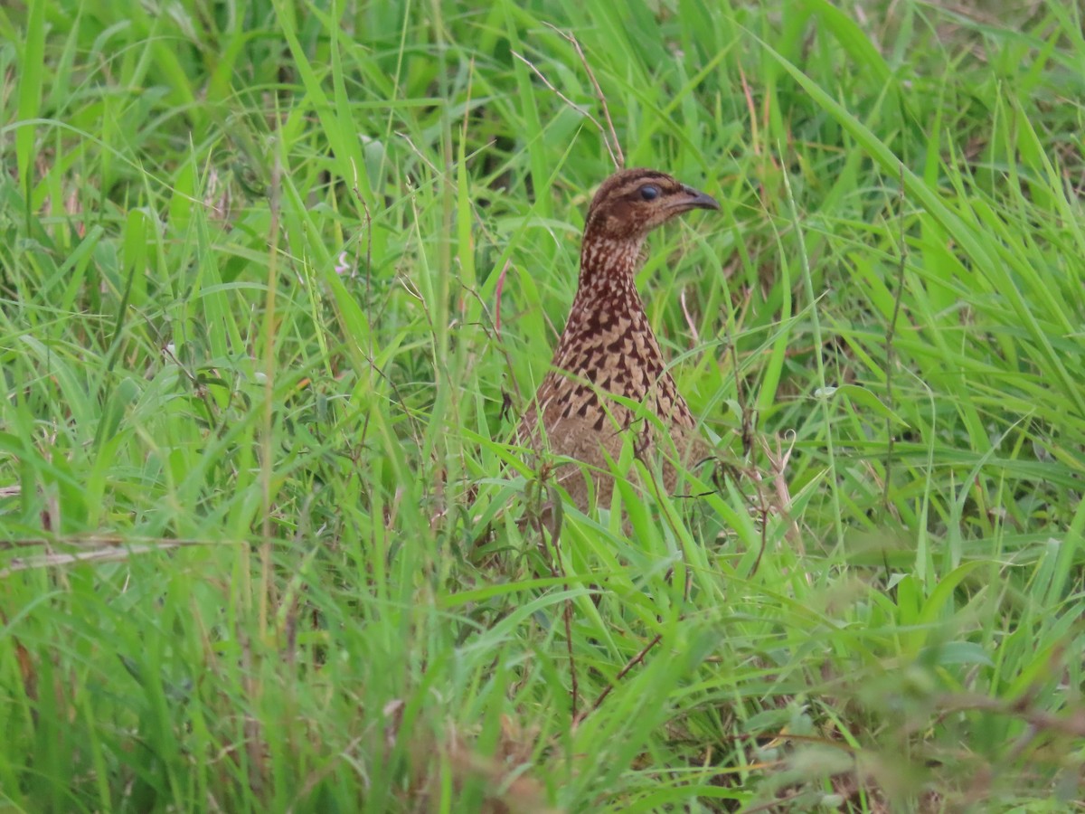 Crested Francolin (Crested) - ML647886213