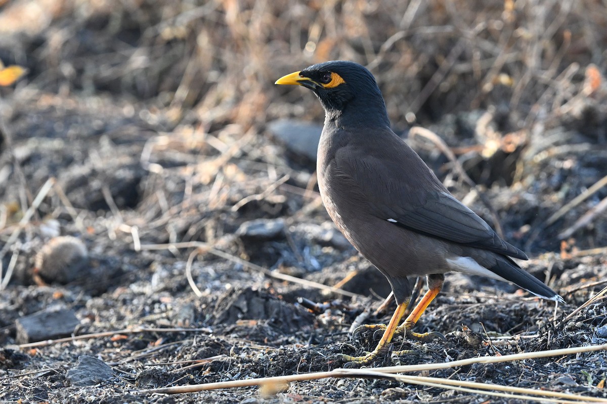 家八哥 - ML647886215