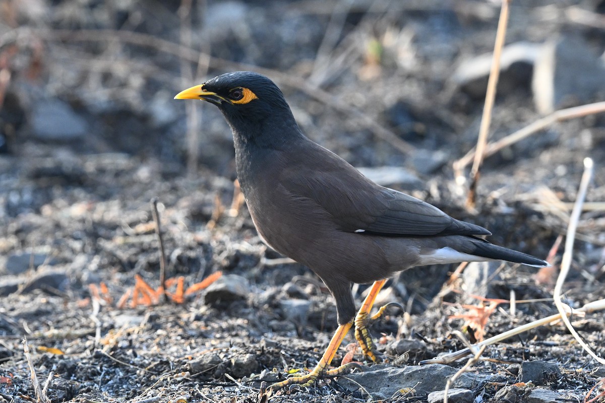 家八哥 - ML647886216