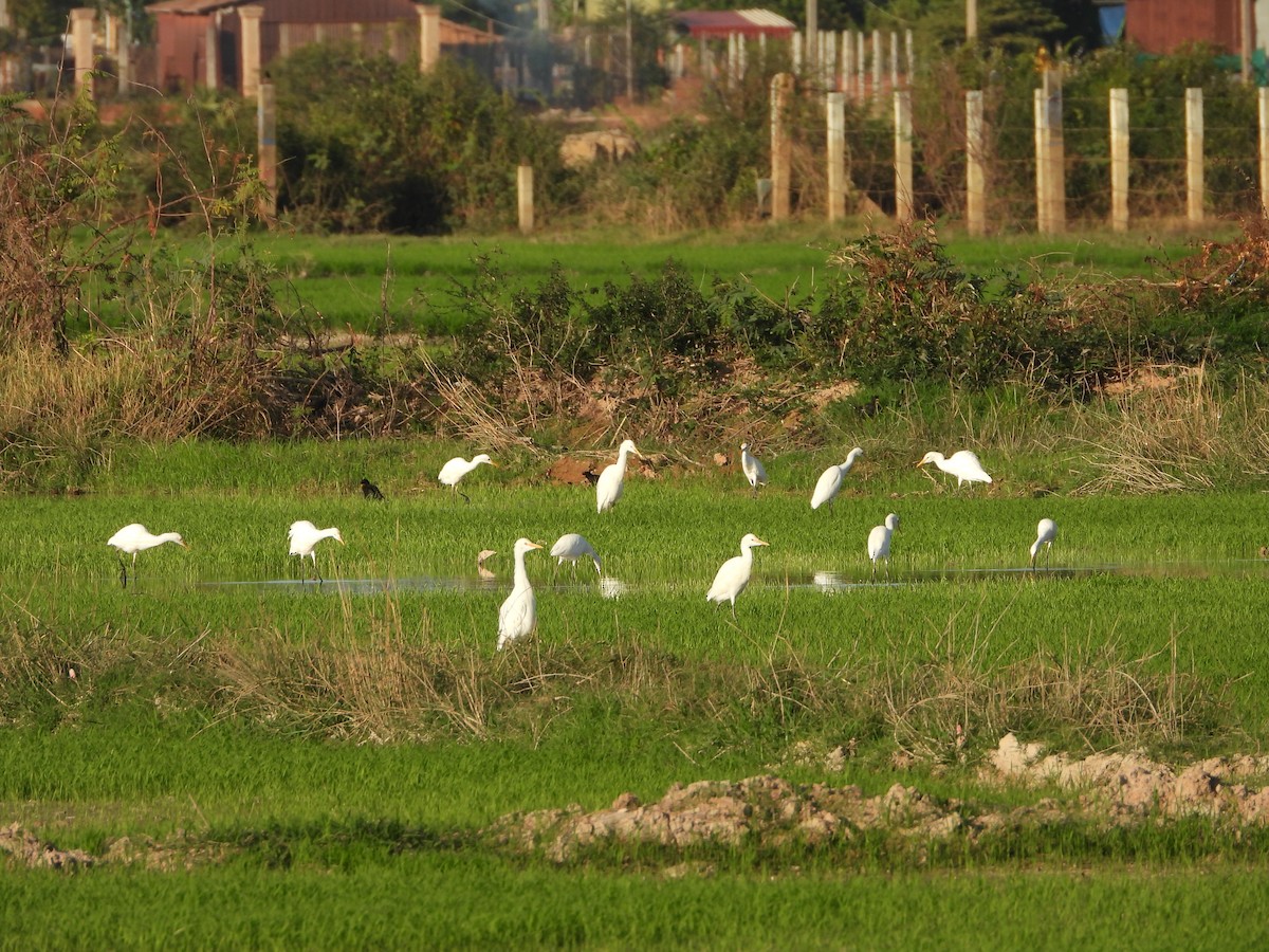 黃頭鷺 - ML647886217