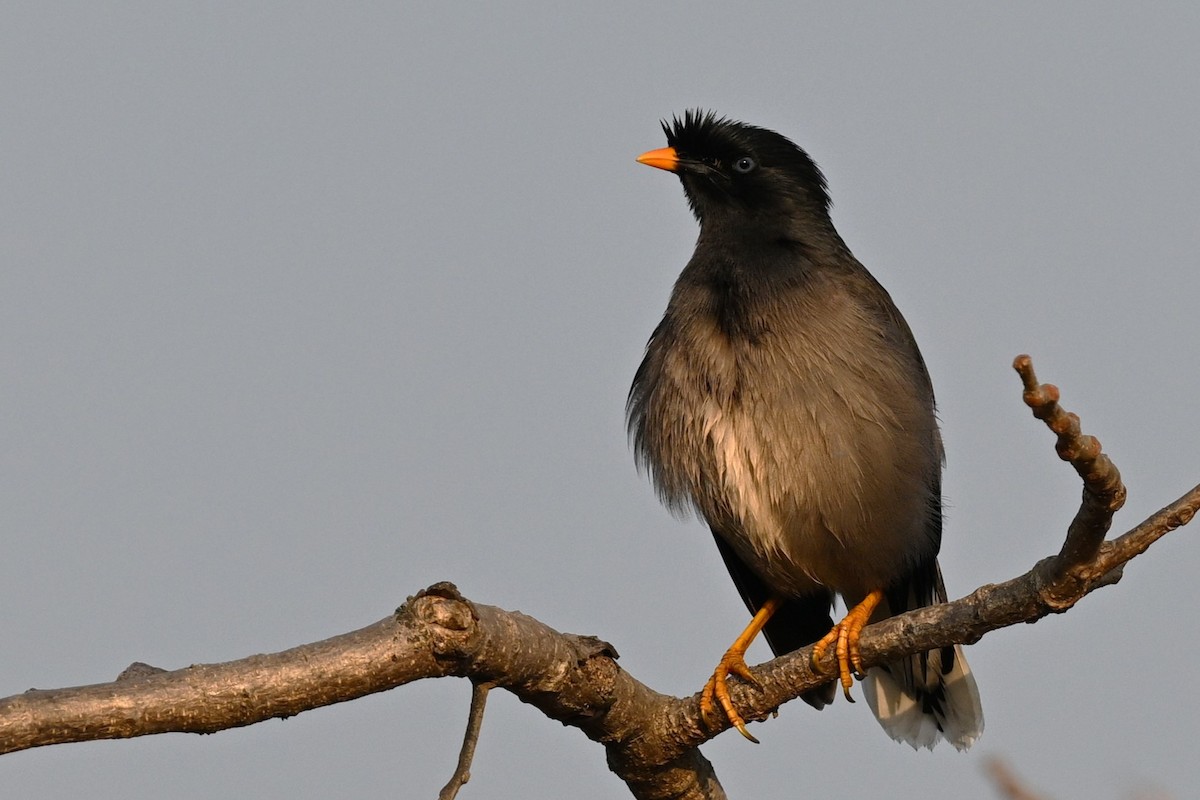 林八哥 - ML647886218