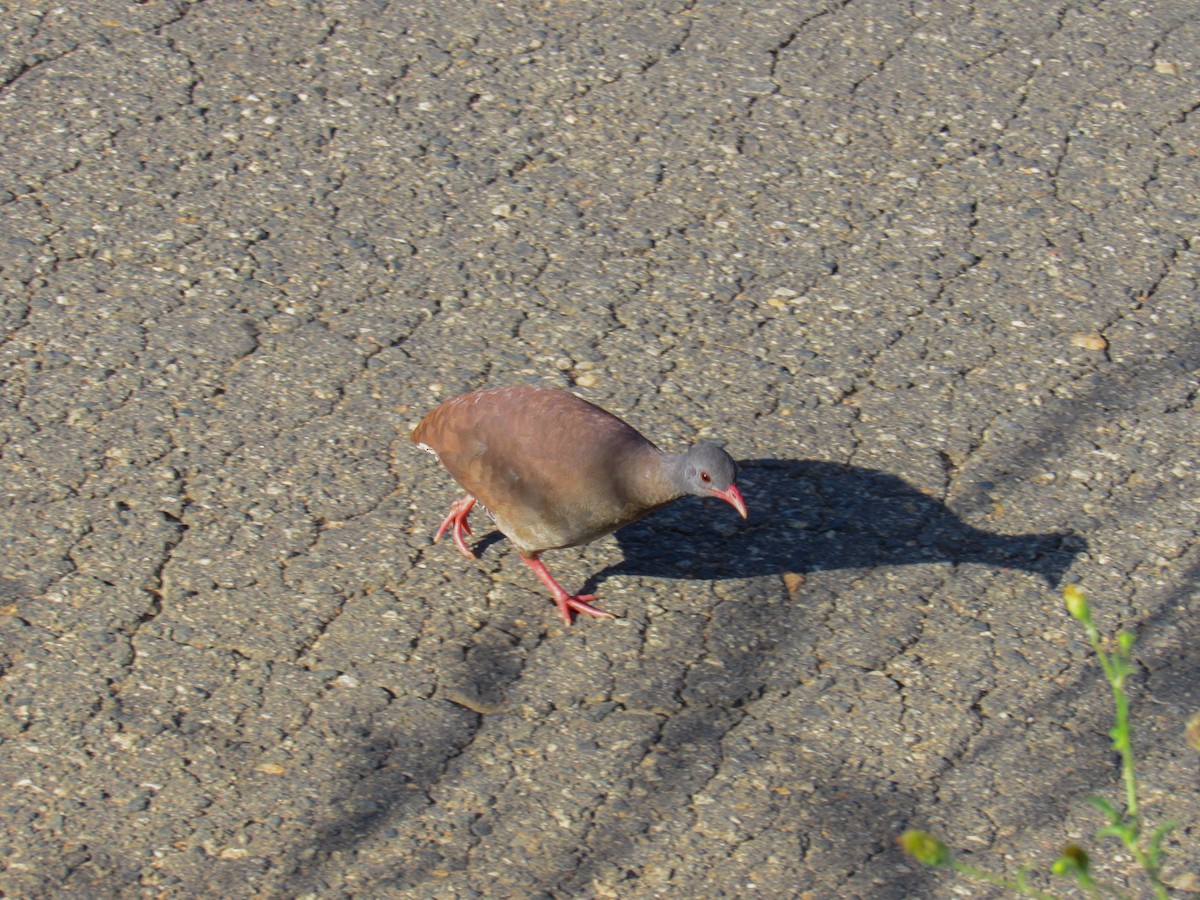 Small-billed Tinamou - ML647886219