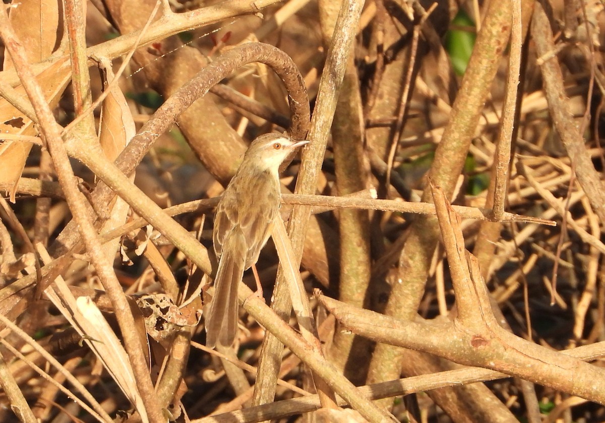 褐頭鷦鶯 - ML647886220